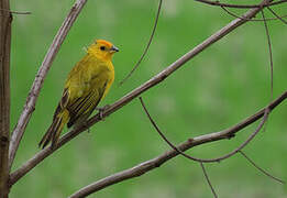 Saffron Finch