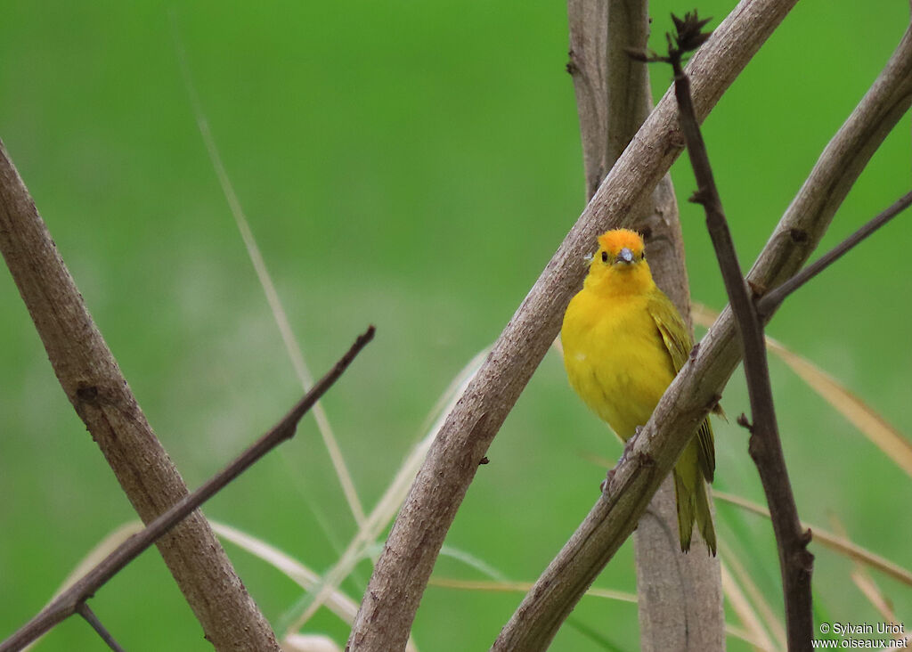 Saffron Finch male adult