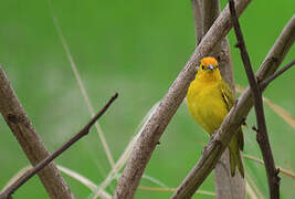 Saffron Finch