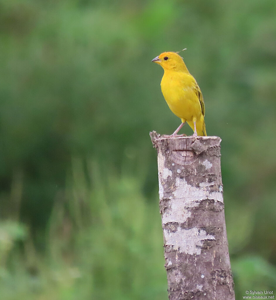 Saffron Finch male adult