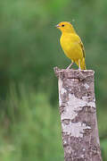 Saffron Finch