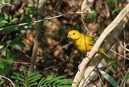 Saffron Finch