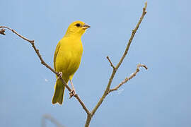 Saffron Finch