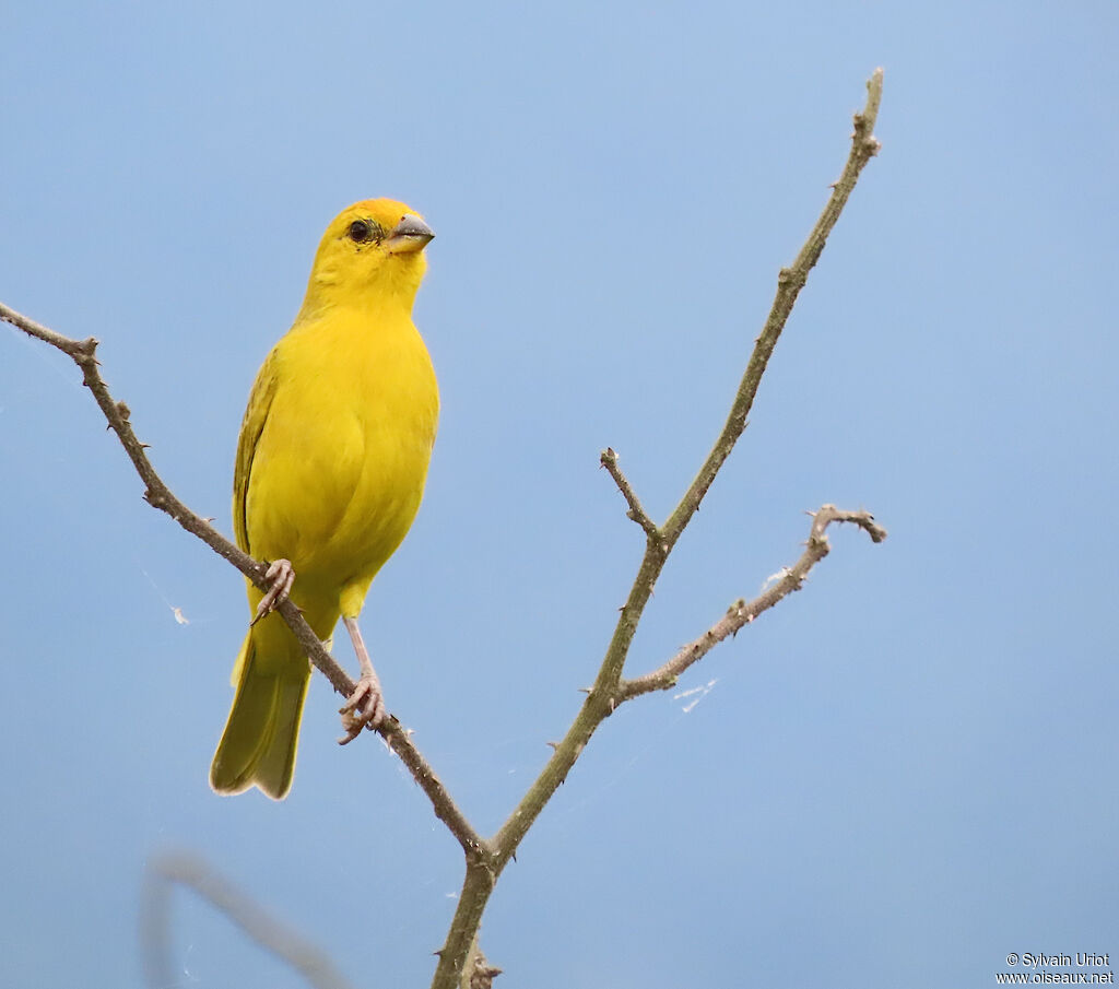 Saffron Finch male adult