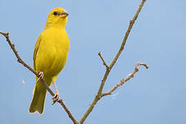 Saffron Finch