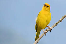 Saffron Finch