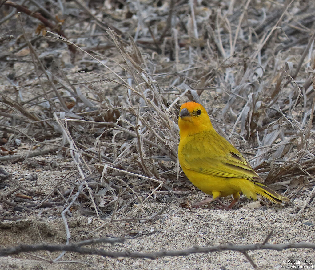 Saffron Finch male adult