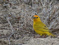 Saffron Finch