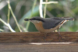 Eurasian Nuthatch