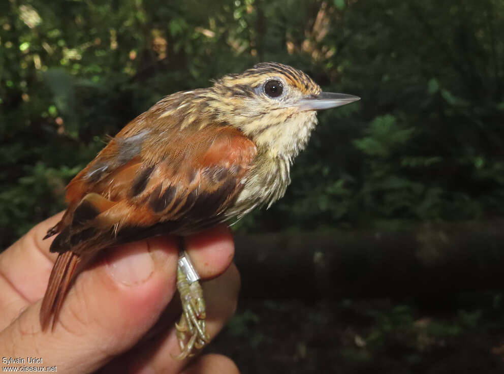 Rufous-tailed Xenopsadult, identification