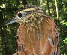 Rufous-tailed Xenops