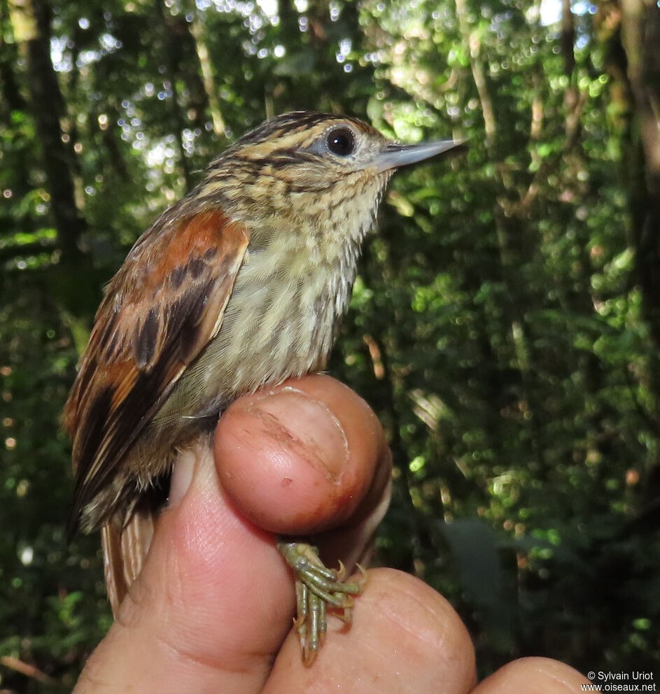 Rufous-tailed Xenopsadult