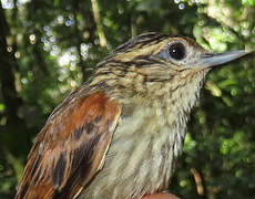 Rufous-tailed Xenops