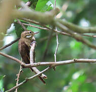 Atlantic Plain Xenops