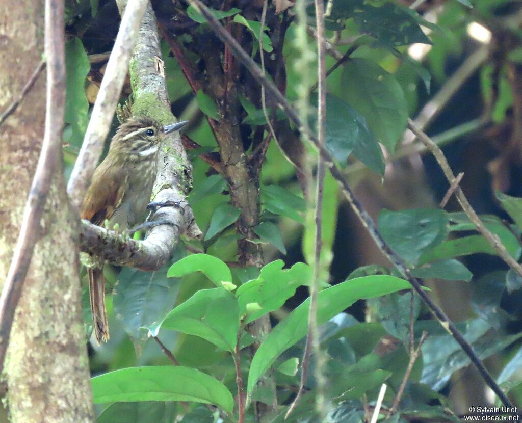 Plain Xenopsadult, habitat, camouflage, pigmentation