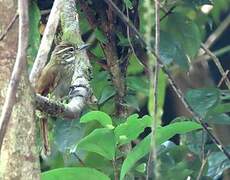 Amazonian Plain Xenops