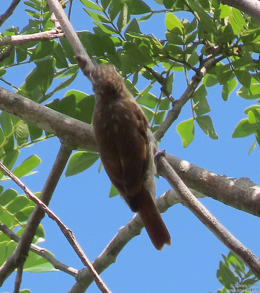 Slender-billed Xenopsadult