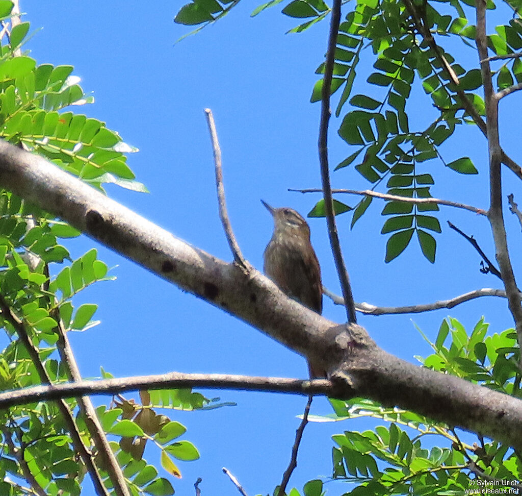 Slender-billed Xenopsadult, habitat, pigmentation