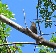 Slender-billed Xenops