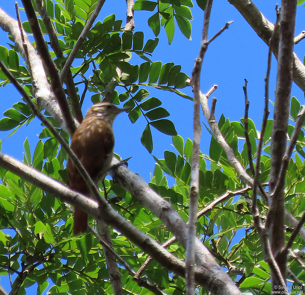 Slender-billed Xenopsadult