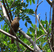 Slender-billed Xenops