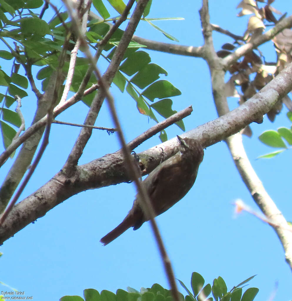 Slender-billed Xenopsadult, fishing/hunting