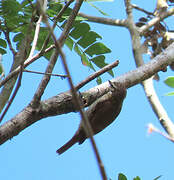 Slender-billed Xenops