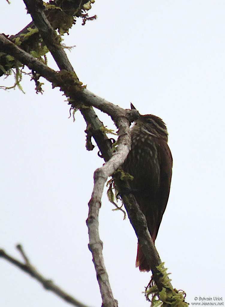 Streaked Xenops