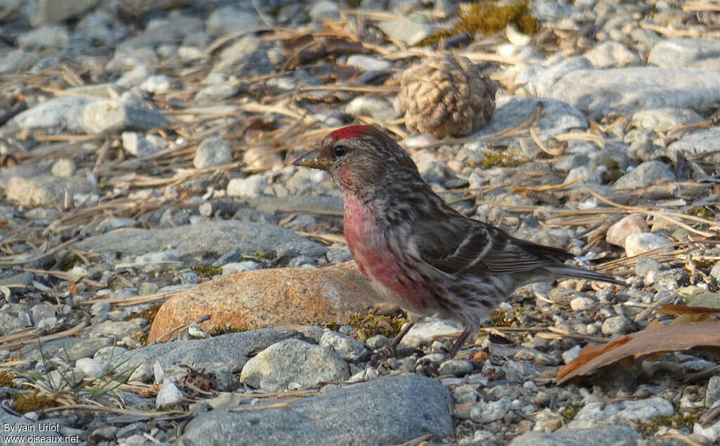 Common Redpoll male adult, Behaviour