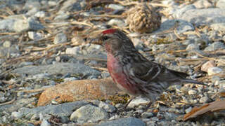 Common Redpoll