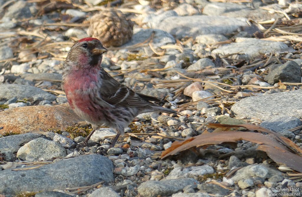 Common Redpoll male adult