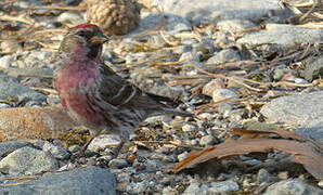 Common Redpoll