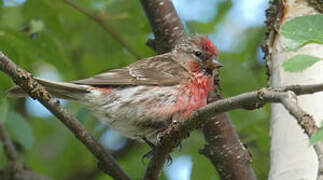 Common Redpoll