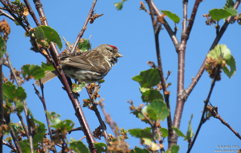 Common Redpoll female adult