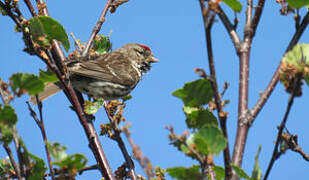 Common Redpoll