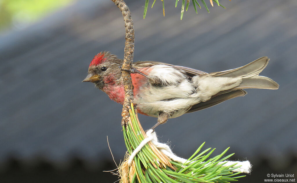 Common Redpoll male adult