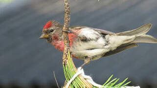 Common Redpoll