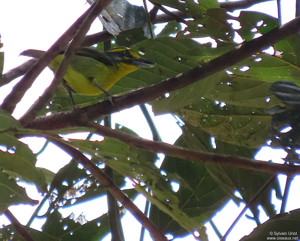 Slaty-capped Shrike-Vireoadult