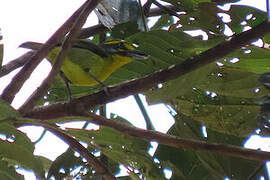 Slaty-capped Shrike-Vireo