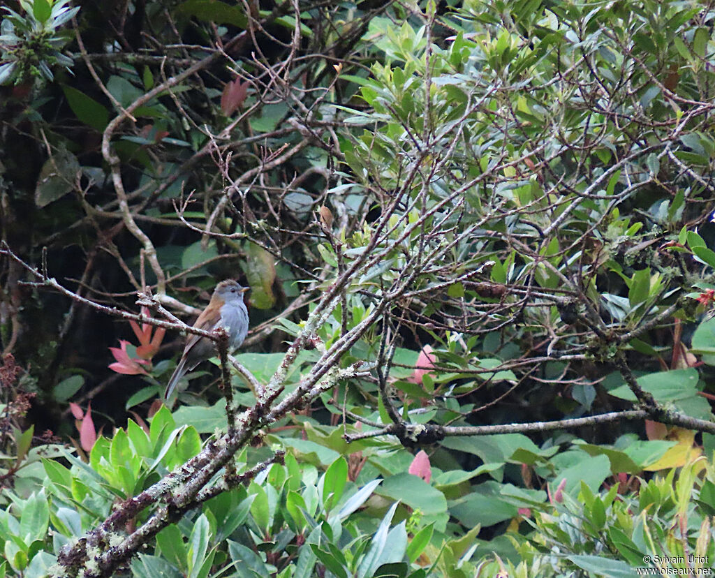 Andean Solitaireadult