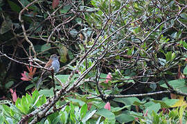 Andean Solitaire