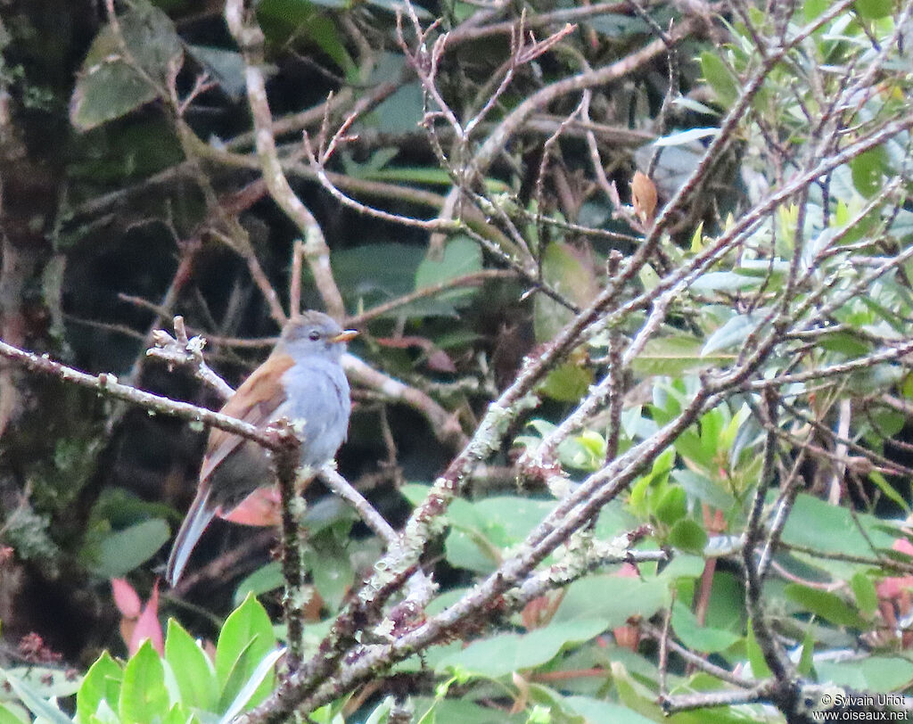 Andean Solitaireadult