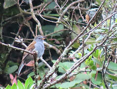 Andean Solitaire