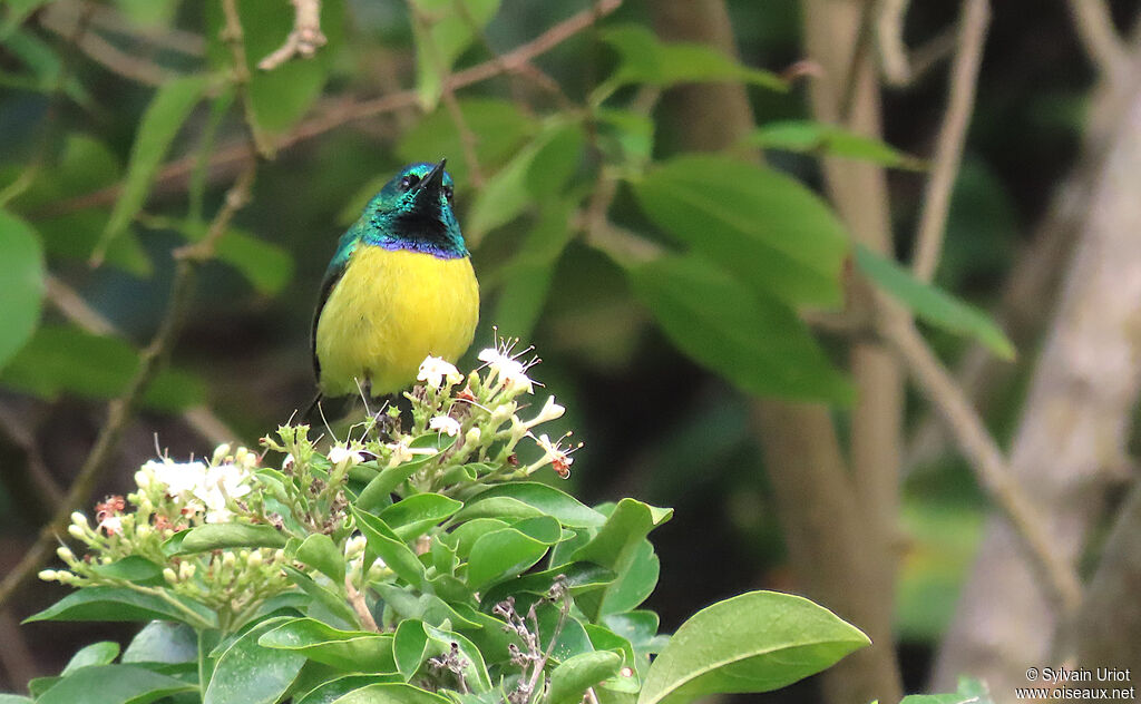 Collared Sunbird male adult