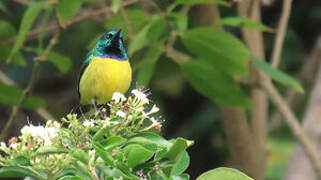 Collared Sunbird