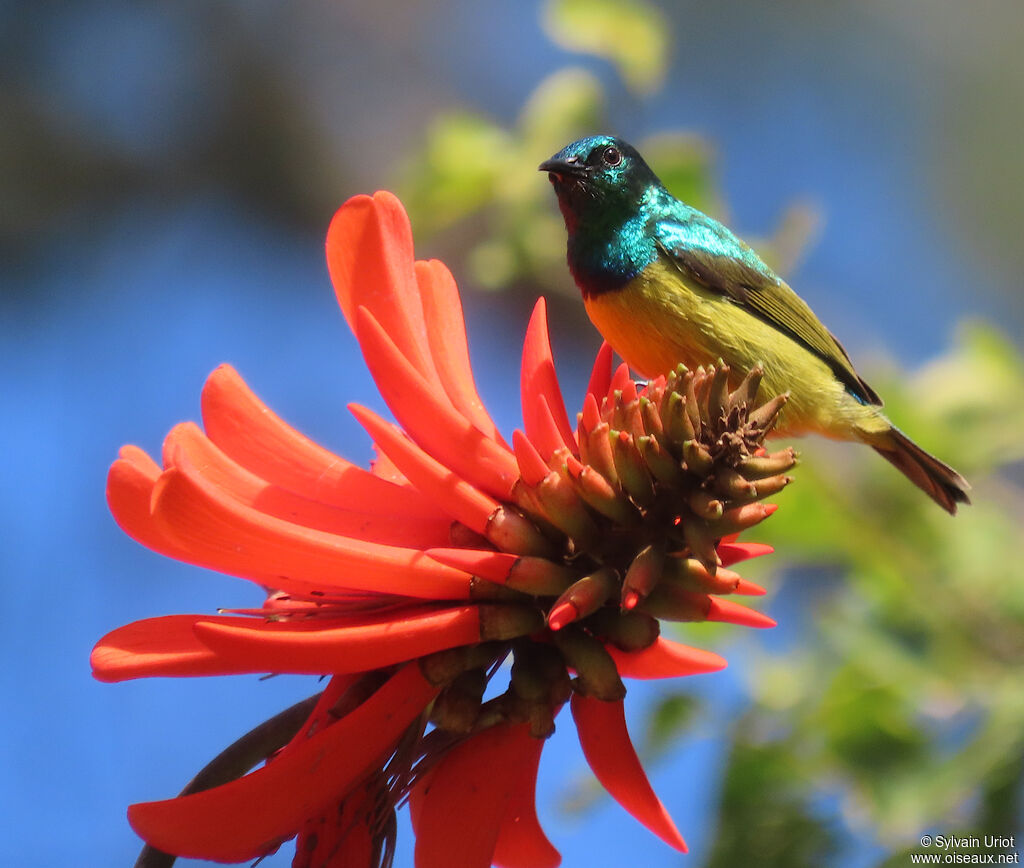 Collared Sunbird male adult