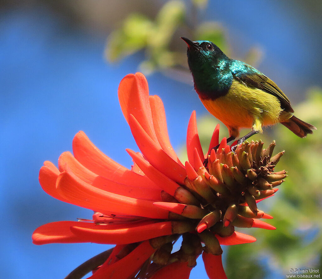 Collared Sunbird male adult