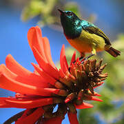 Collared Sunbird