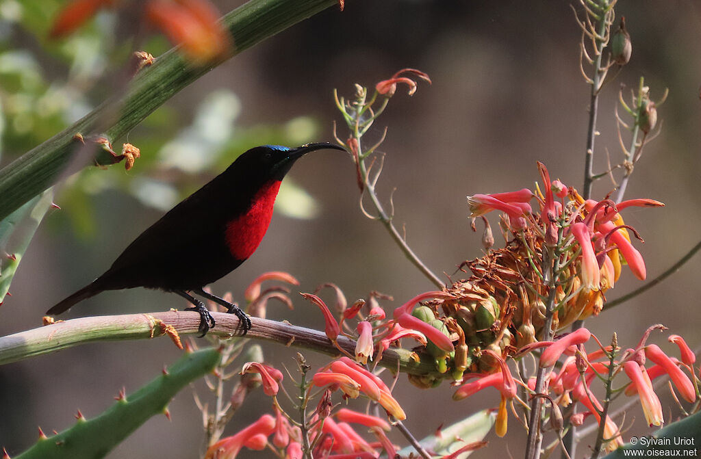 Scarlet-chested Sunbird male adult