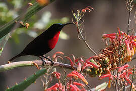 Scarlet-chested Sunbird